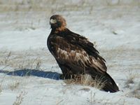 Aigle royal. Hiver. Cliquer pour agrandir l'image.