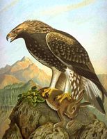 Aigle royal. Dessin Naumann. Cliquer pour agrandir l'image.