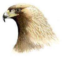 Aigle royal. Dessin tête. Cliquer pour agrandir l'image.