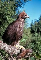Aigle royal. Proie écureuil. Cliquer pour agrandir l'image.