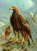 Aigle royal. Dessin Naumann. Cliquer pour agrandir l'image.
