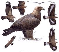 Aigle royal. Dessin d'identification. Cliquer pour agrandir l'image.