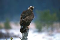 Aigle royal. Cliquer pour agrandir l'image.