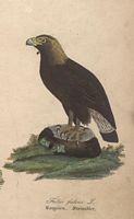 Aigle royal. Dessin. Cliquer pour agrandir l'image.