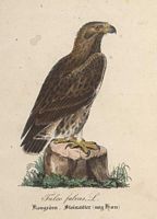 Aigle royal. Dessin. Cliquer pour agrandir l'image.