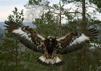 Aigle royal. Cliquer pour agrandir l'image.