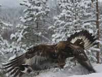 Aigle royal. Cliquer pour agrandir l'image.