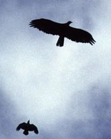 Aigle royal pourchassé par un grand corbeau