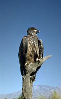 Aigle royal. Cliquer pour agrandir l'image.