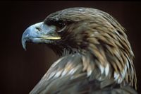 Aigle royal. Tête. Cliquer pour agrandir l'image.
