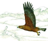 Aigle royal. Chasse. Cliquer pour agrandir l'image.