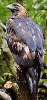 Aigle royal. Cliquer pour agrandir l'image.