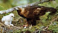 Aigle royal. Aiglon. Cliquer pour agrandir l'image.