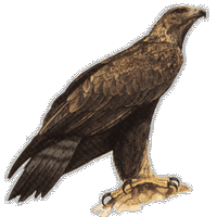 Aigle royal. Dessin. Cliquer pour agrandir l'image.