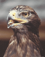 Aigle royal. Cliquer pour agrandir l'image.