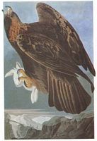 Aigle royal. Dessin Audubon. Cliquer pour agrandir l'image.