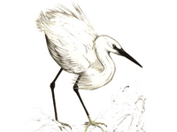 Aigrette garzette. Dessin. Cliquer pour agrandir l'image.
