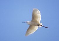 Aigrette garzette. Cliquer pour agrandir l'image.