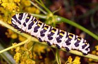 Alexanor. Chenille. Cliquer pour agrandir l'image.