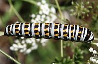Alexanor. Chenille. Cliquer pour agrandir l'image.