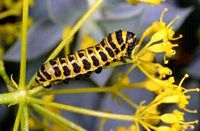 Alexanor. Chenille. Cliquer pour agrandir l'image.