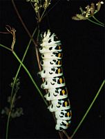 Alexanor. Chenille. Cliquer pour agrandir l'image.
