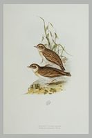 Alouette calandrelle. Gravure Gould. Cliquer pour agrandir l'image.