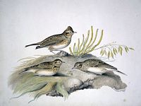 Alouette des champs. Aquarelle. Cliquer pour agrandir l'image.