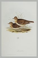 Alouette des champs. Gravure Gould. Cliquer pour agrandir l'image.
