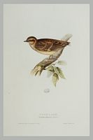 Alouette lulu. Gravure Gould. Cliquer pour agrandir l'image.