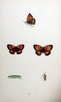Amaryllis. Planche d'identification Morris. Cliquer pour agrandir l'image.