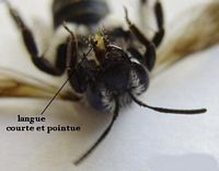 Andrenidés. Cliquer pour agrandir l'image.