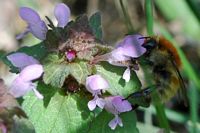 Anthophora plumipes. Villars. Cliquer pour agrandir l'image.