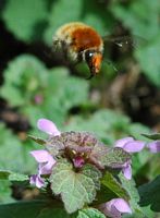 Anthophora plumipes. Villars. Cliquer pour agrandir l'image.