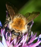 Anthophora plumipes. Cliquer pour agrandir l'image.