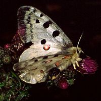 Apollon. Cliquer pour agrandir l'image.