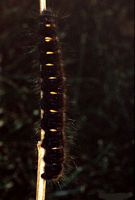 Apollon. Chenille. Cliquer pour agrandir l'image.