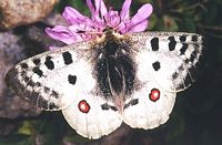 Apollon. Mâle. Cliquer pour agrandir l'image.