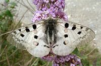 Apollon. Cliquer pour agrandir l'image.