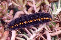 Apollon. Chenille. Cliquer pour agrandir l'image.