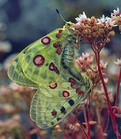 Apollon. Accouplement. Cliquer pour agrandir l'image.