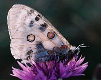Apollon. Cliquer pour agrandir l'image. Apollon. Cliquer pour agrandir l'image.