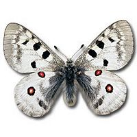 Apollon. Cliquer pour agrandir l'image. Apollon. Cliquer pour agrandir l'image.