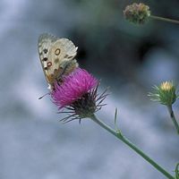 Apollon. Cliquer pour agrandir l'image.