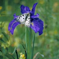 Apollon. Cliquer pour agrandir l'image.