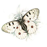 Apollon. Dessin. Cliquer pour agrandir l'image.