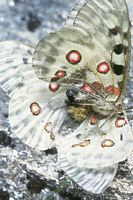 Apollon. Accouplement. Cliquer pour agrandir l'image.