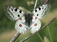 Apollon. Dessus. Cliquer pour agrandir l'image.
