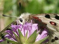 Apollon. Cliquer pour agrandir l'image.
