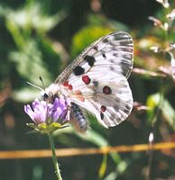Apollon. Cliquer pour agrandir l'image.